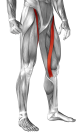 sartorius-muscle-yoga-anatomy.png